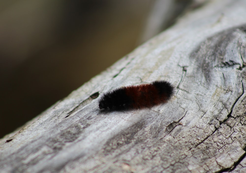 brown moth caterpillar