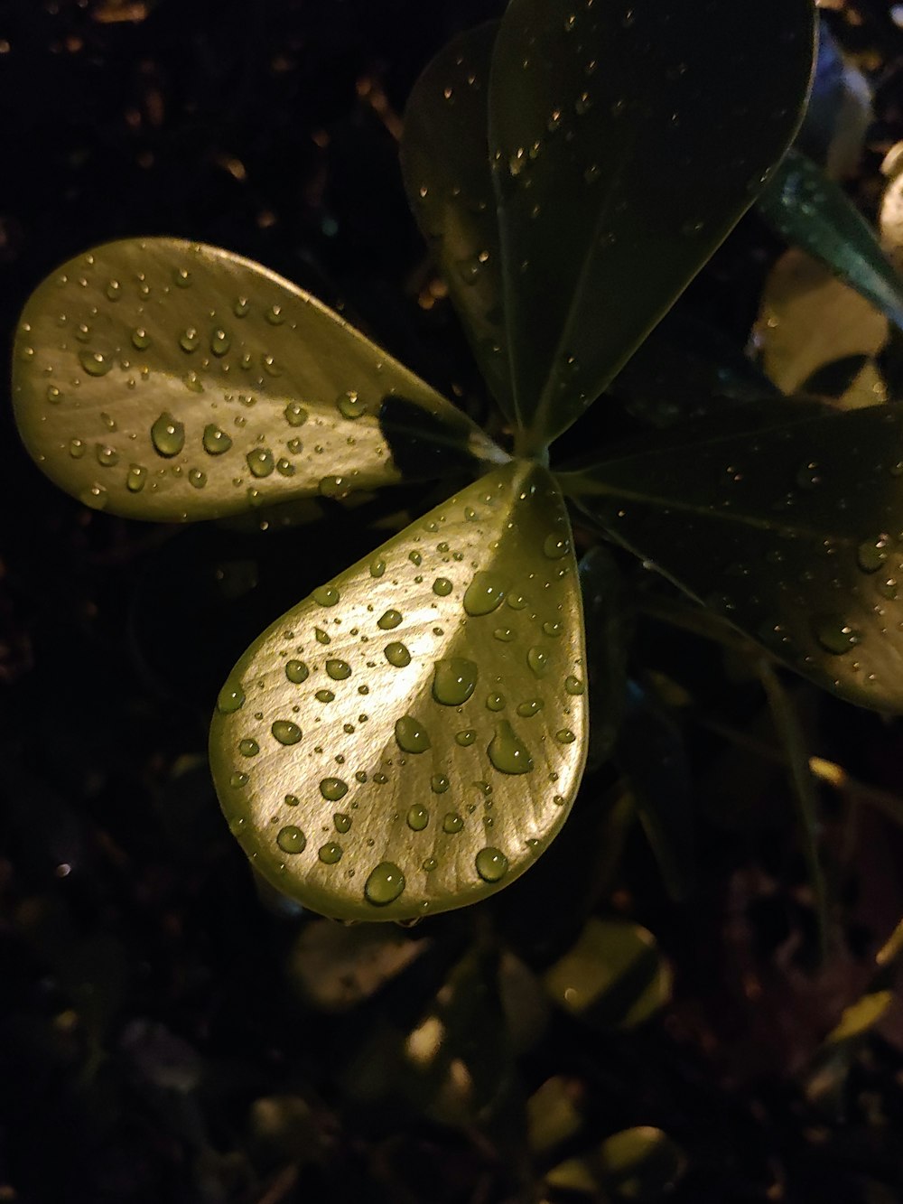 green leafed plant