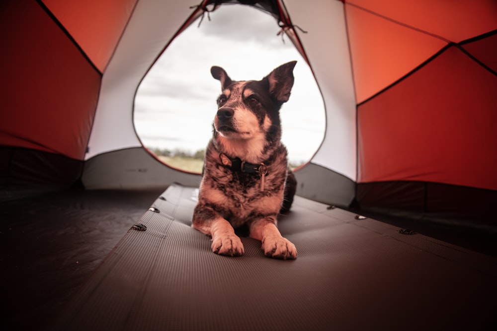 shirt-coated black and gray dog inside red and white tent
