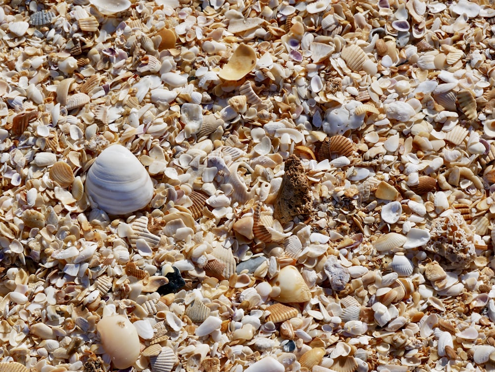 assorted-color seashells