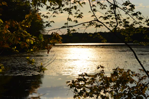 Sunset casting warm golden light over a calm lake framed by silhouetted trees.