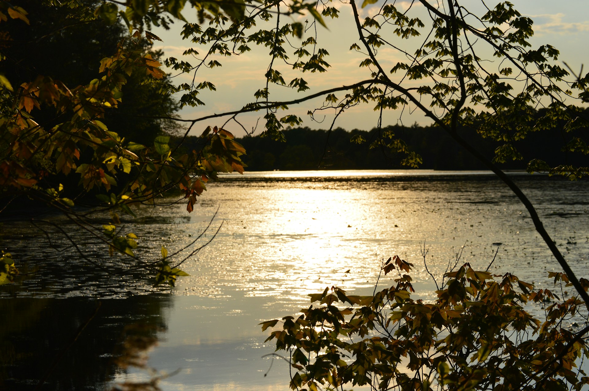 A vibrant sunset casting warm golden hues over a peaceful lake surrounded by lush trees.