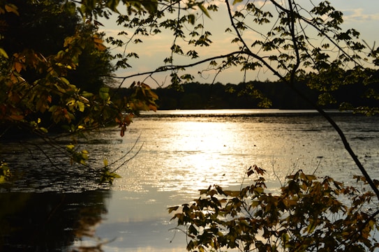 Sunset casts a warm golden glow over a serene lake, surrounded by trees and foliage. Branches partially frame the scene, adding depth and contrast to the shimmering water.