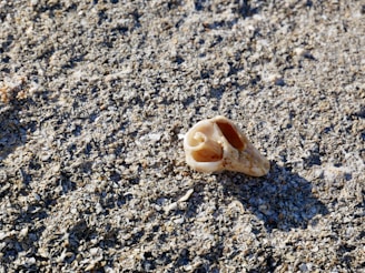 A delicate watercolor painting of a seashell resting on sunlit sand.