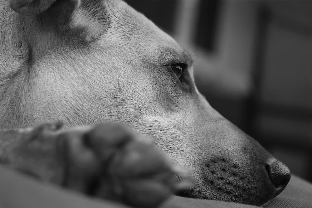 grayscale photography of short-coated dog