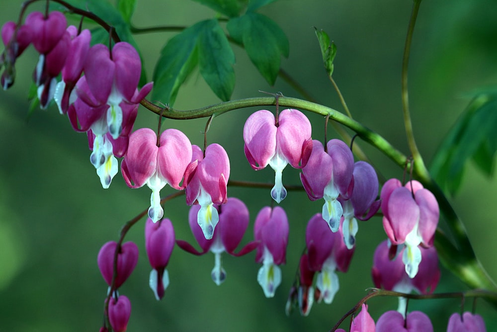 selective focus photography of bleeding heart flowers