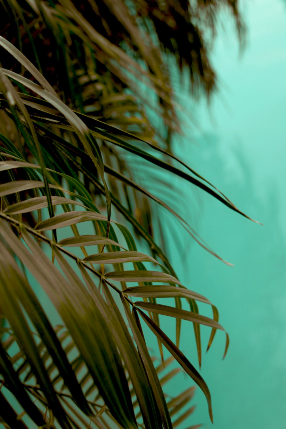 green-leafed coconut trees