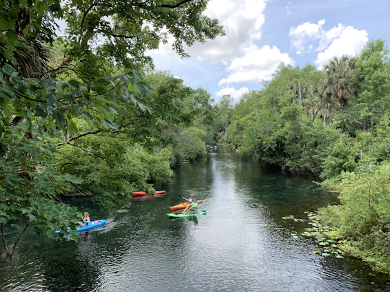 A serene riverside scene with a group paddling kayaks under a canopy of lush green trees, sunlight filtering through.