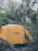 A bright orange tent is set up amidst a dense, green forest. Tall trees surround the tent, with some branches extending over it. The brand logo on the tent reads 'REI co-op.' The ground is covered with leaves and small plants, adding to the lush natural environment.