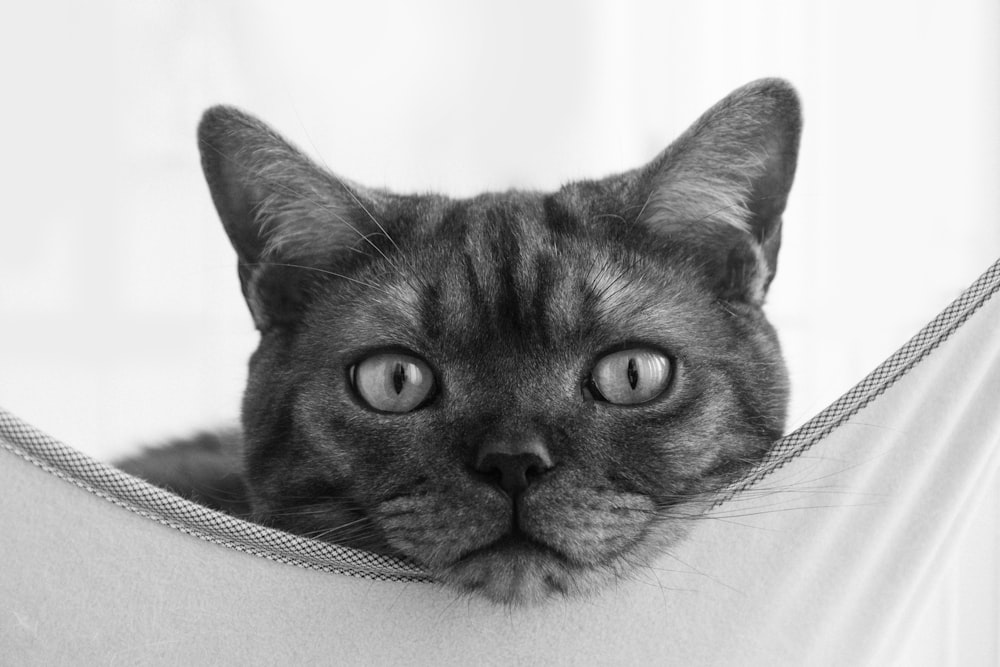 grayscale photo of cat behind textile