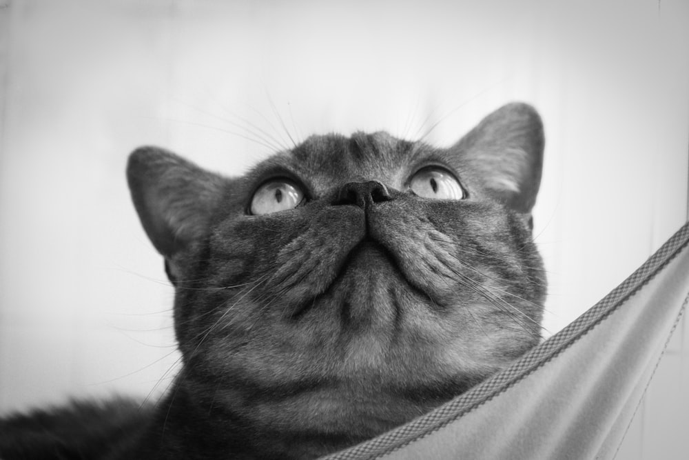 greyscale cat photo