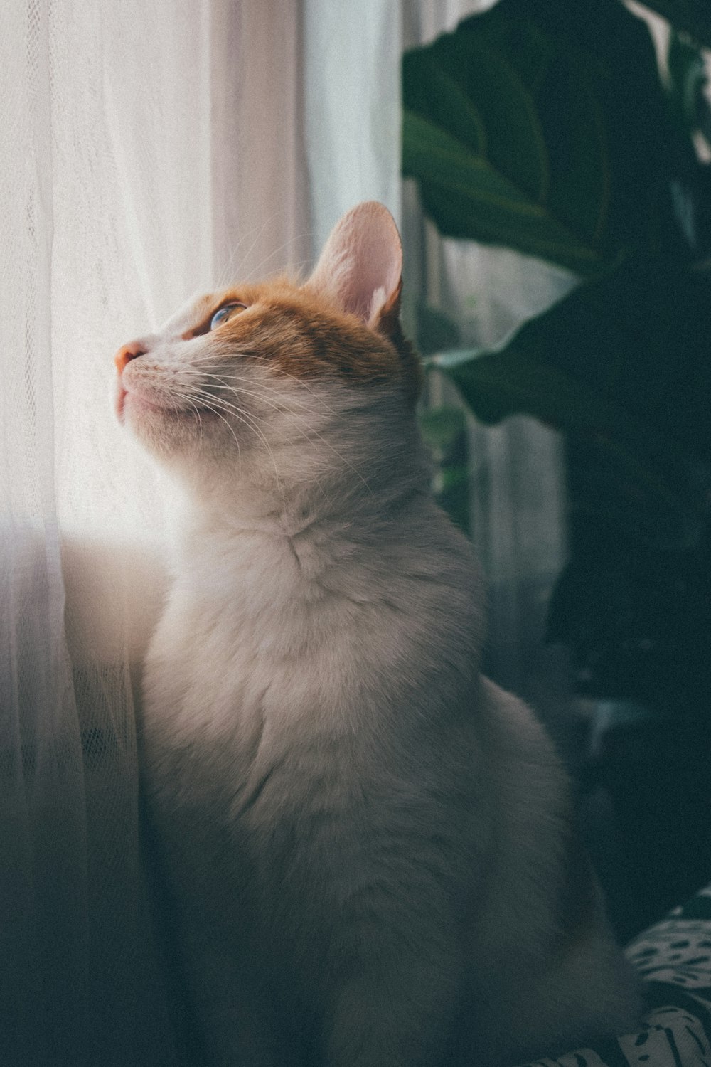 white yellow cat sitting