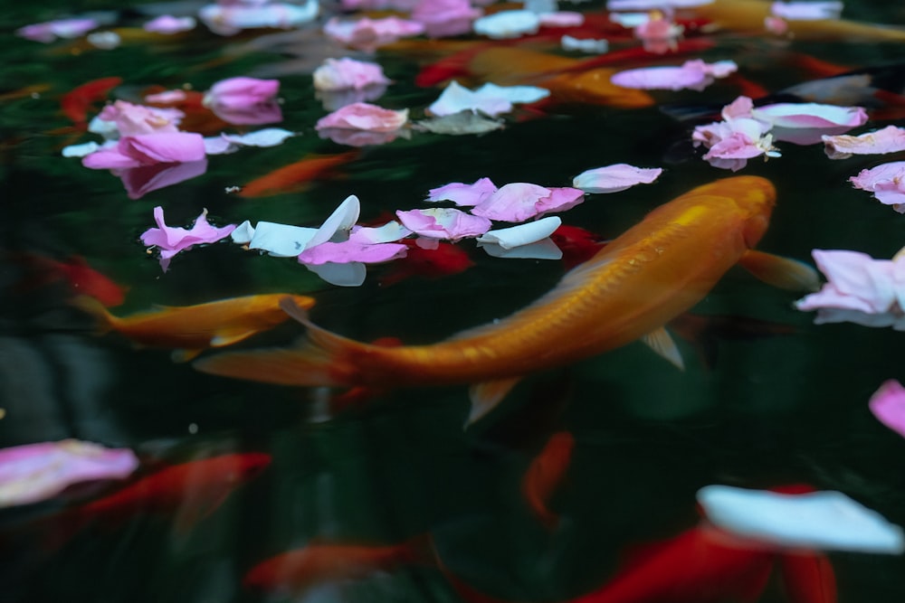 koi in body of water