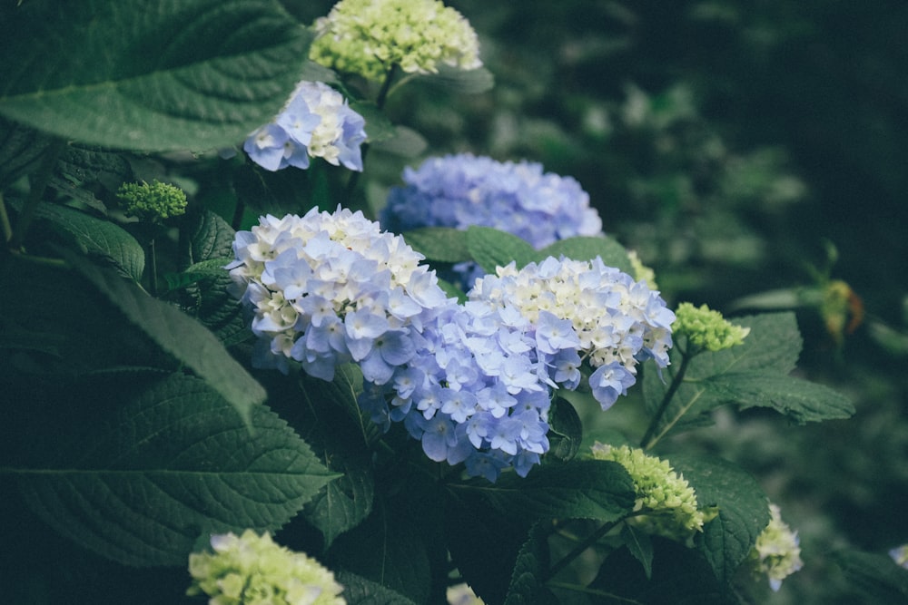 blooming blue hydrangea flowers