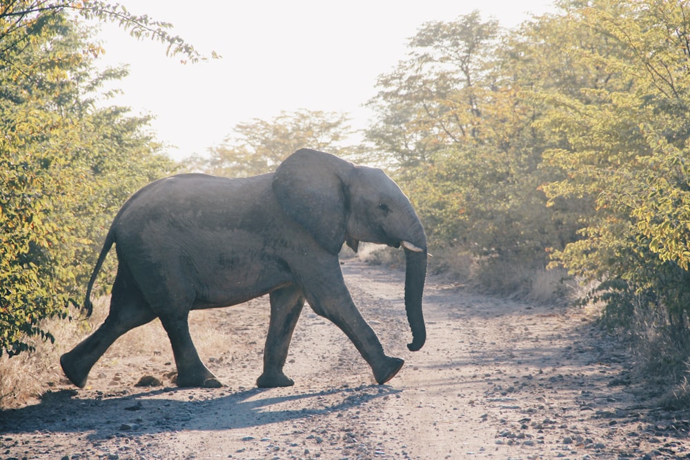 grauer Elefant Tier überquert unbefestigte Straße