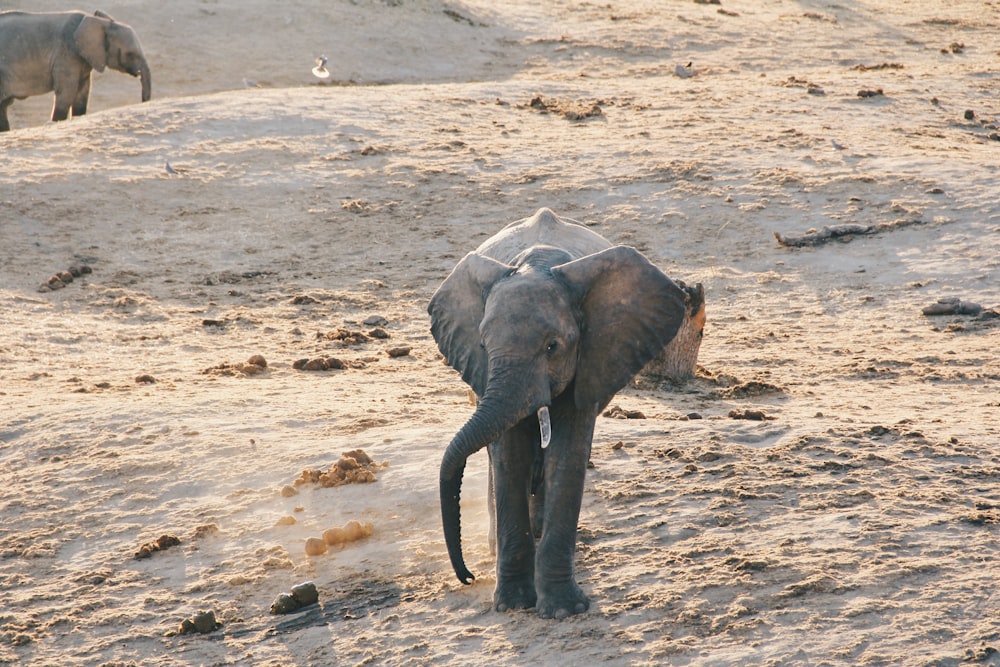 elephant calf at the field during day