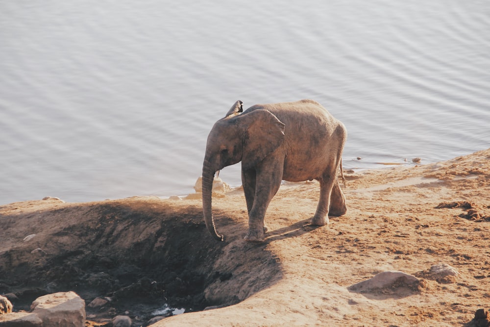 brown elephant animal near body of water