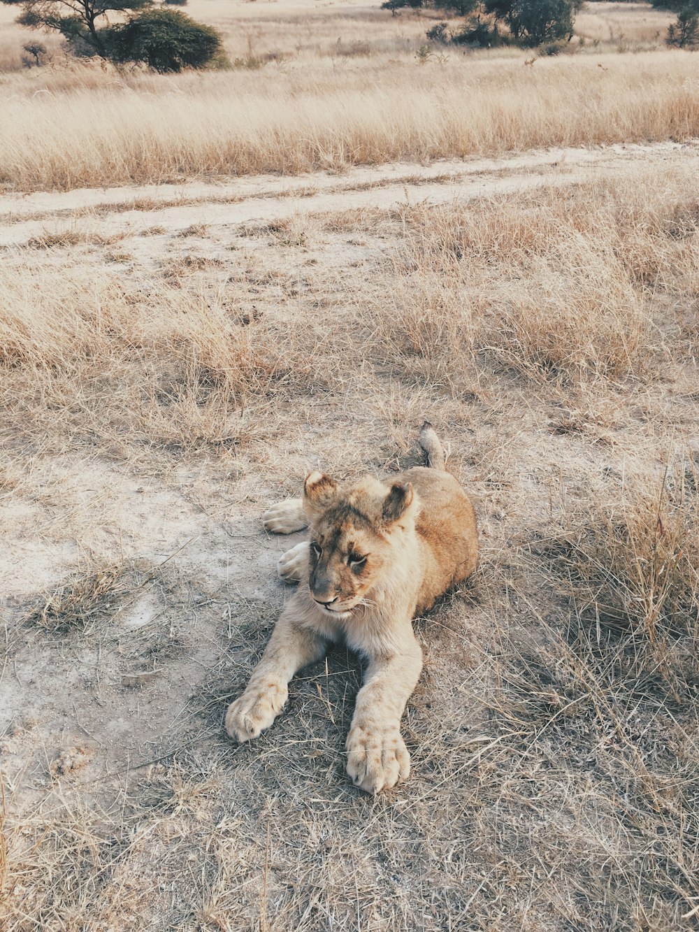 lion cub lying on grass field during day