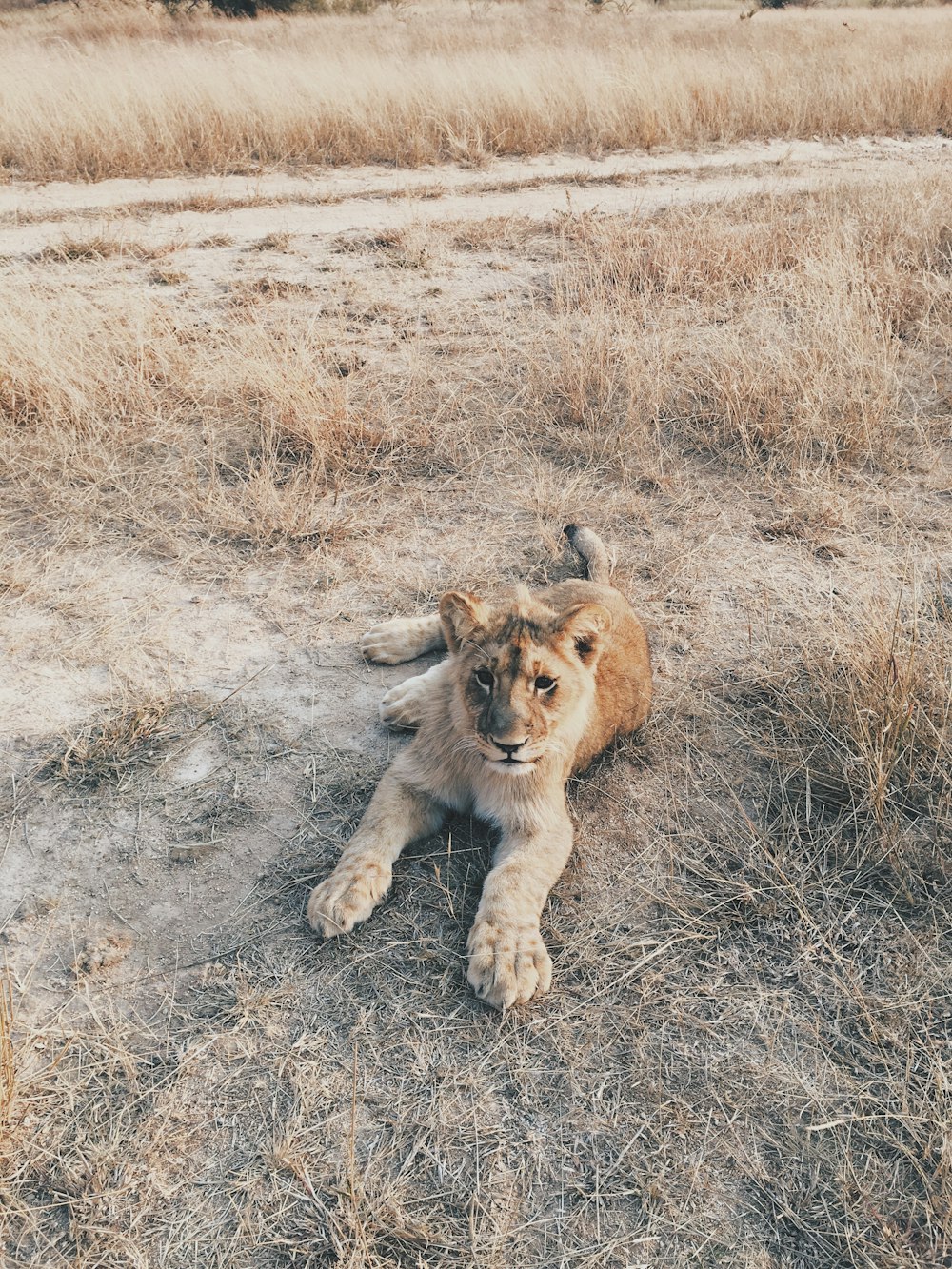 lion cub lies on floor