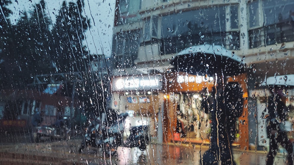 people holding umbrella