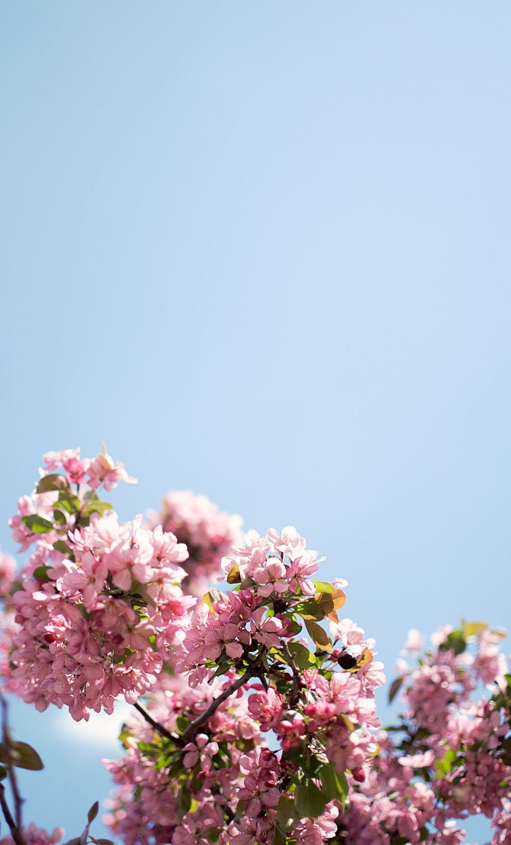 pink petaled flower