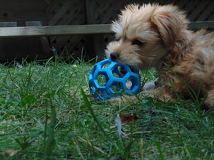 Juguete resistente para perros