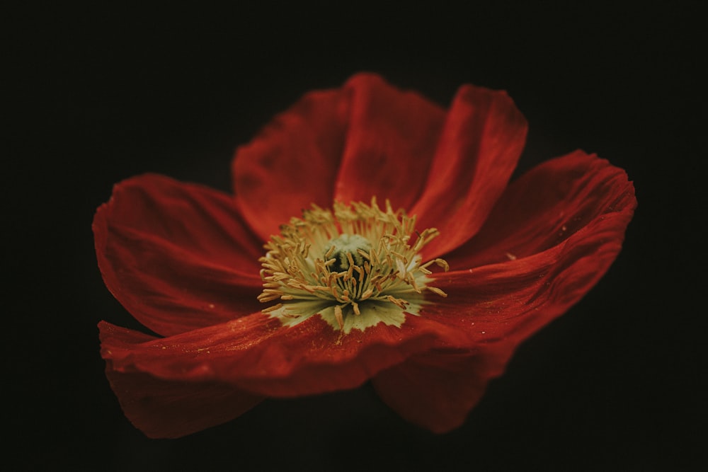 blooming red poppy flower