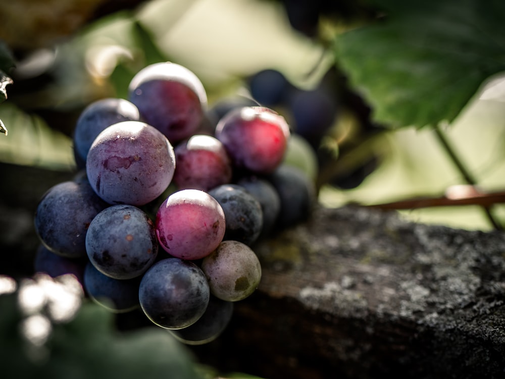 bunch purple grapes