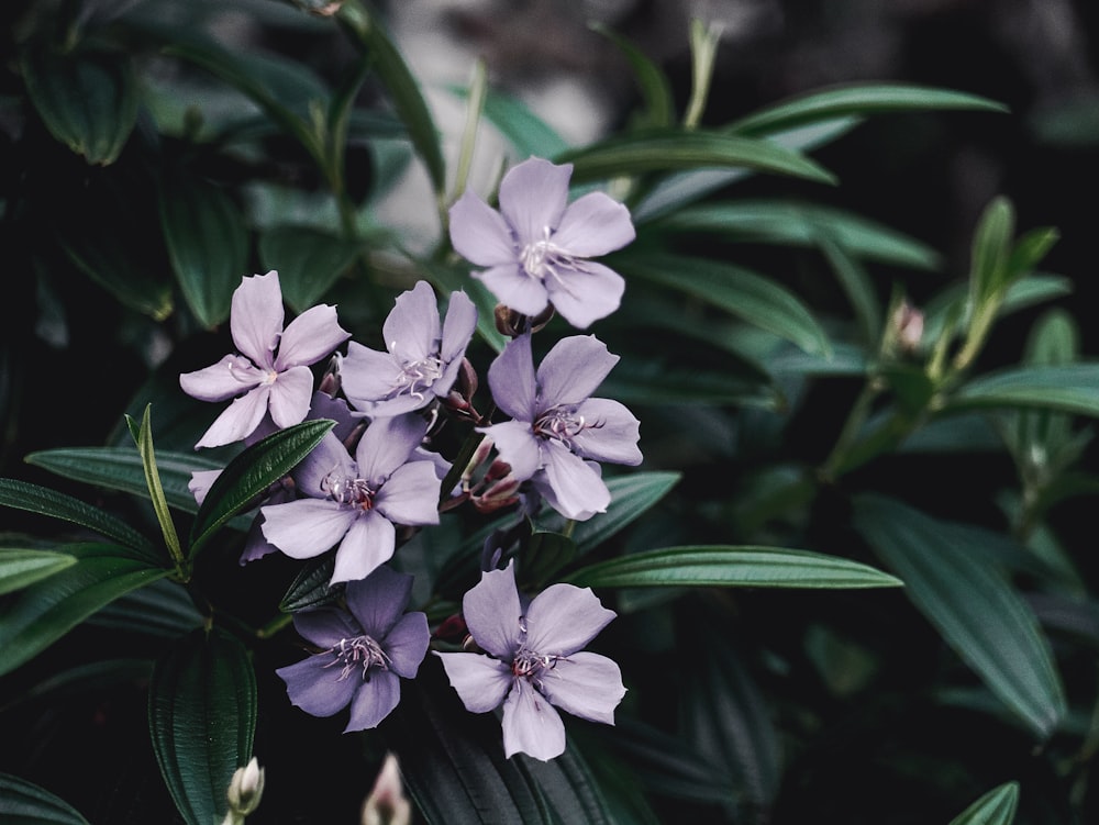 white-petaled flowers with green leaves