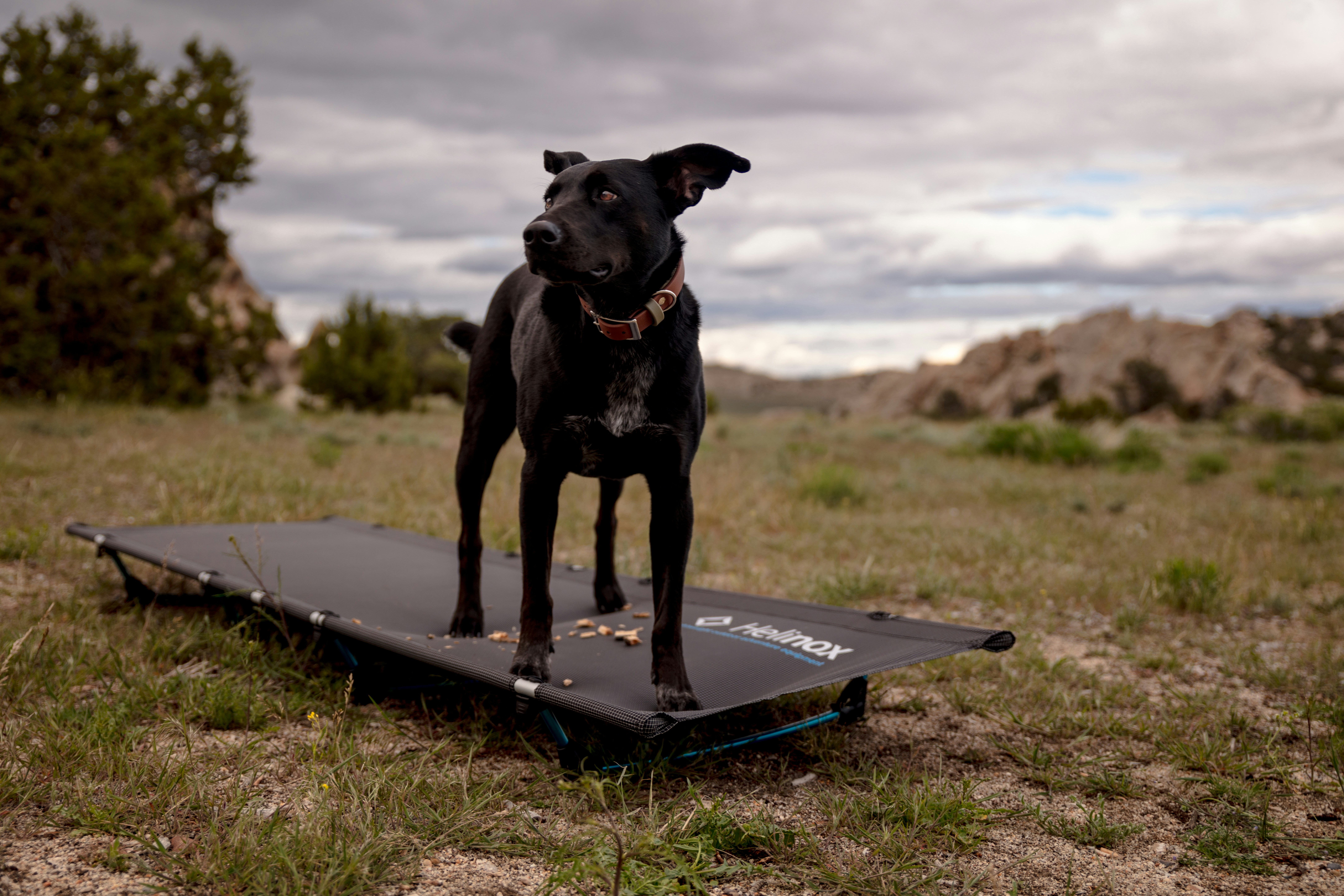short-coated black dog near green field