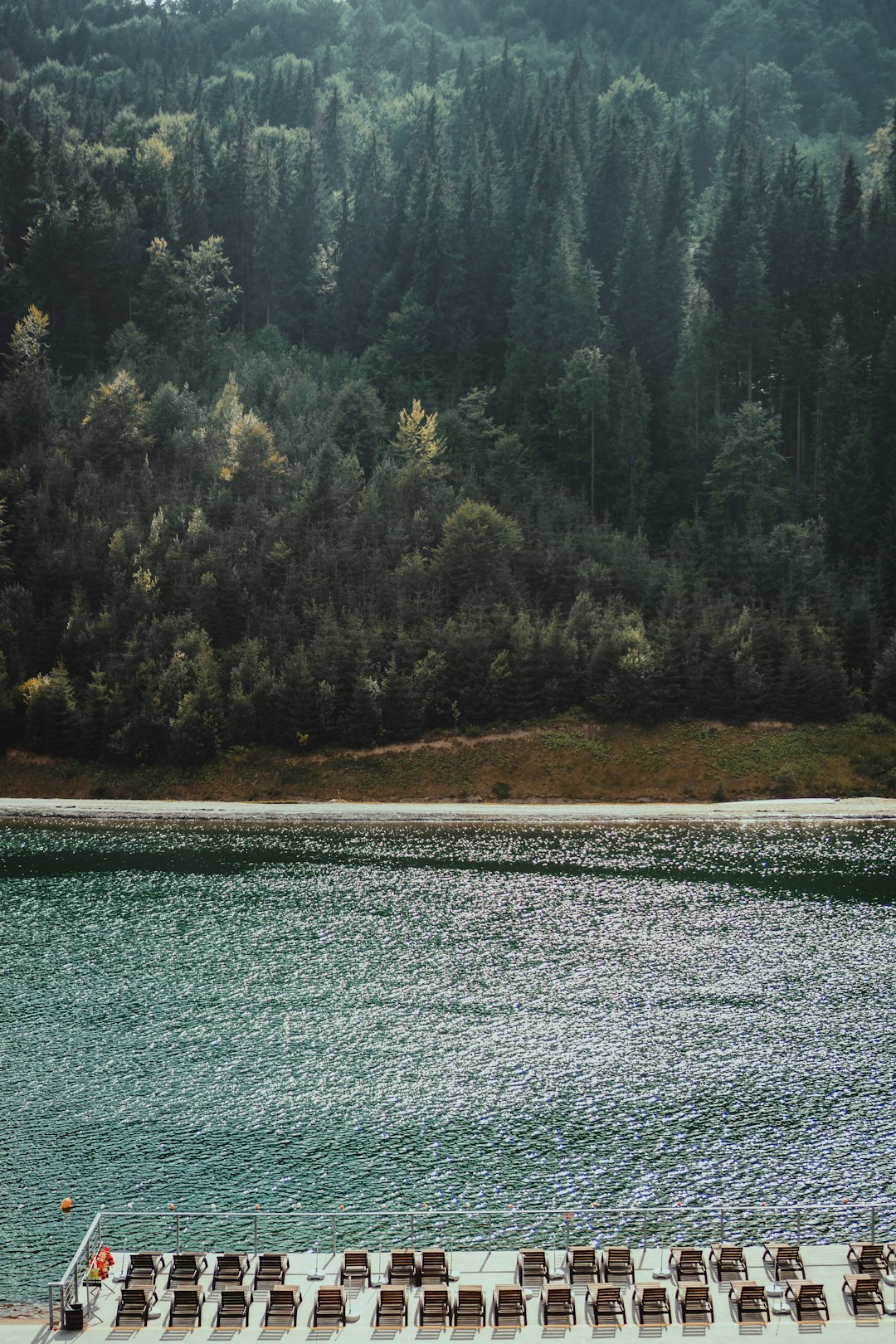 body of water near trees