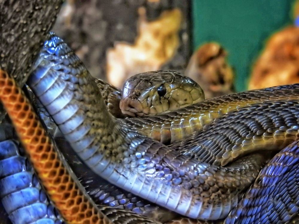 grey snake on tree