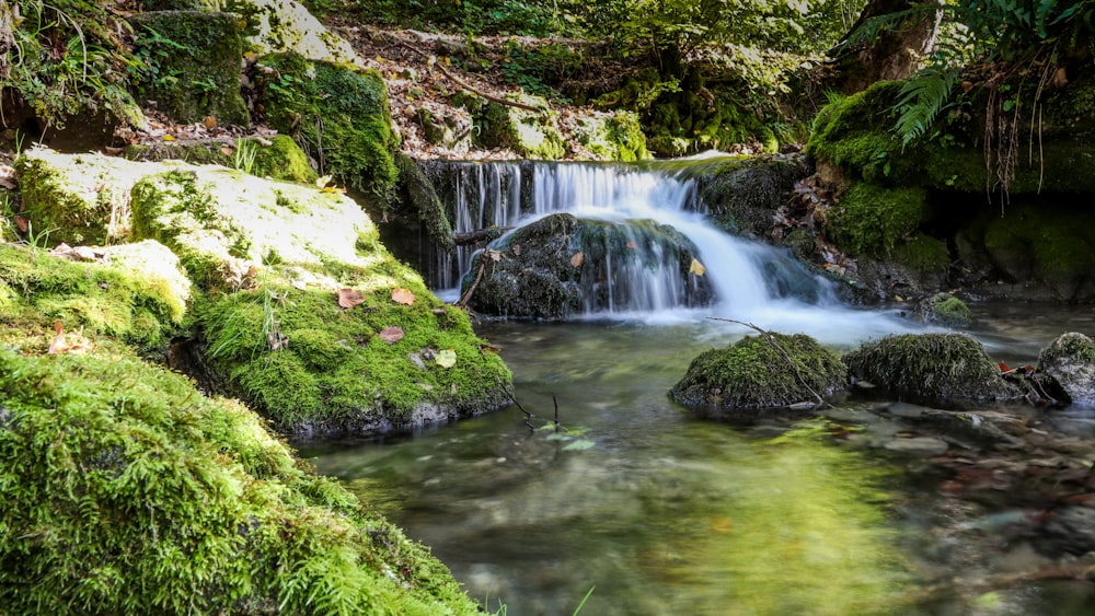 river surrounded by trees