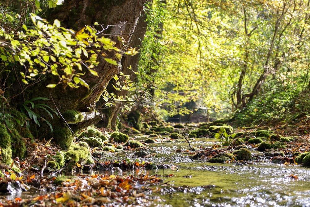 small river during daytime