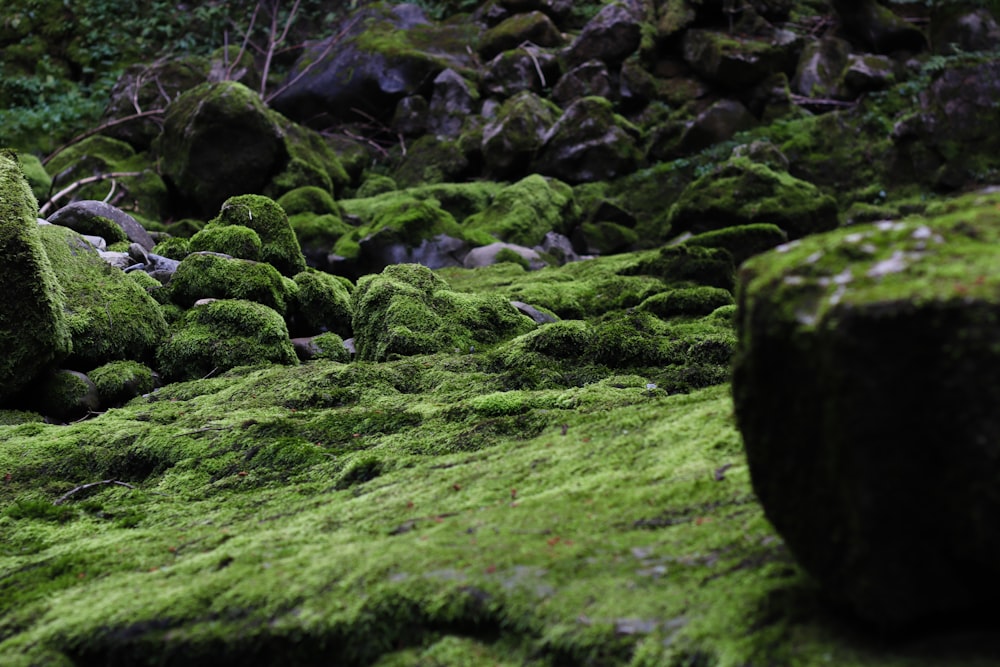 algae covered rocks