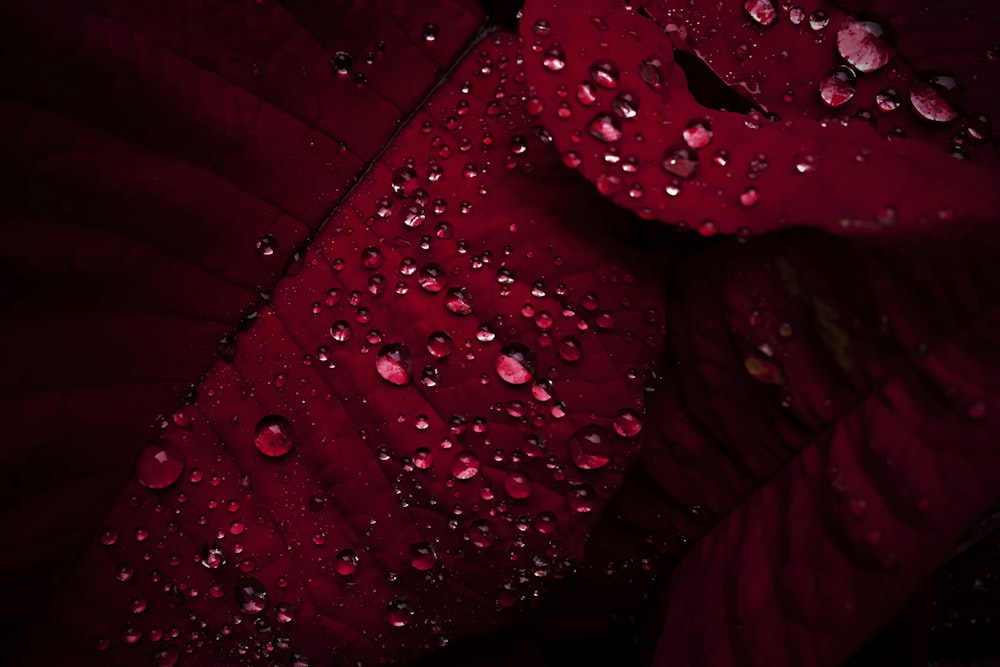 붉은 식물 잎에 이슬 맺힌 물