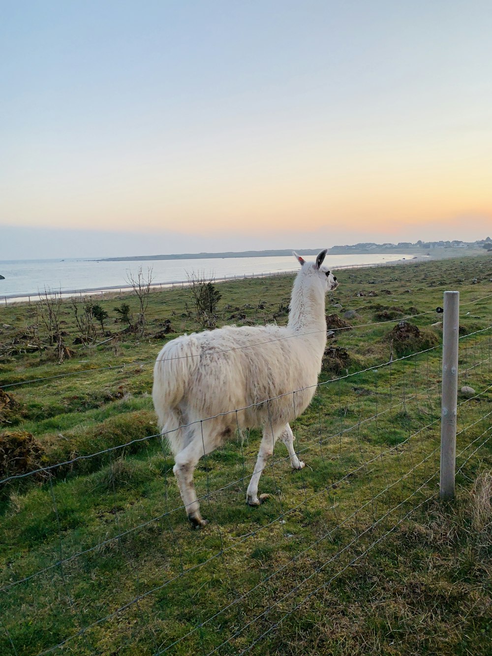 white sheep walking on green grass