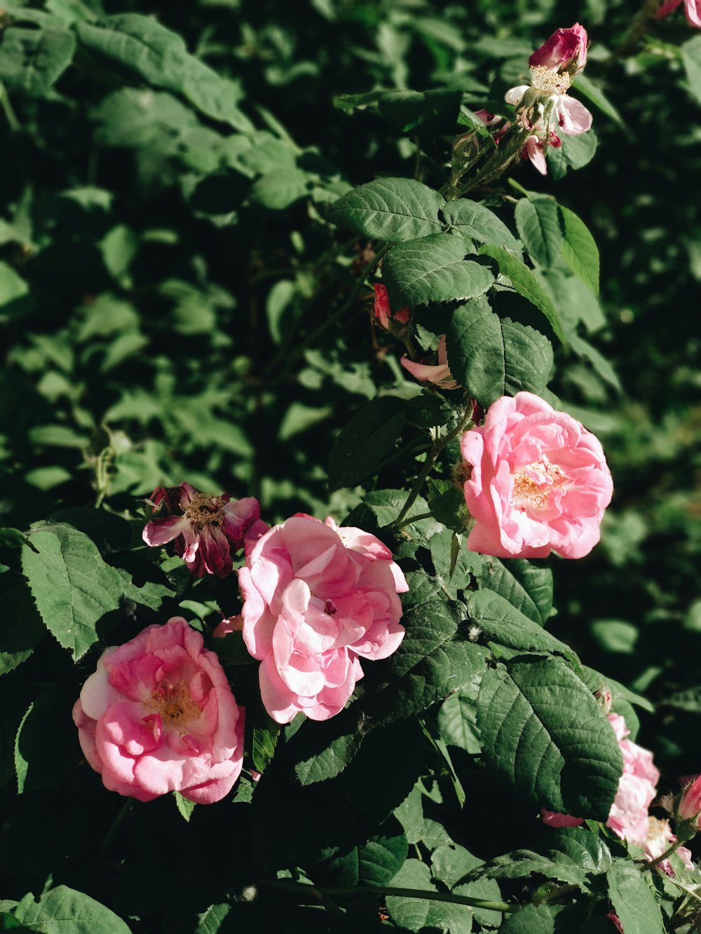 flor de pétalos rosados