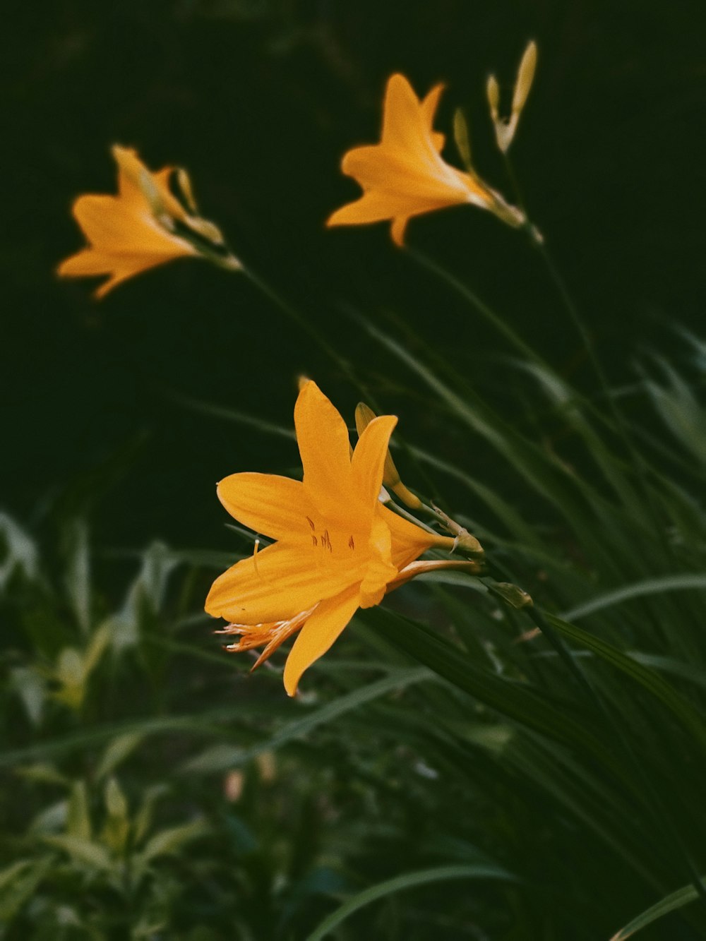 yellow petaled flower