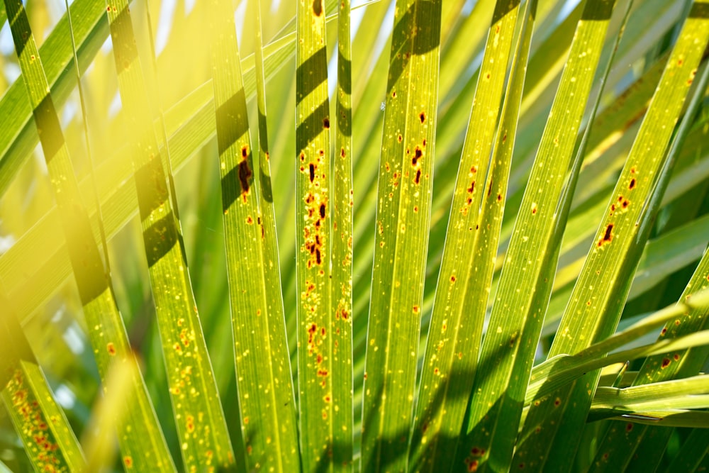 green palm leaves