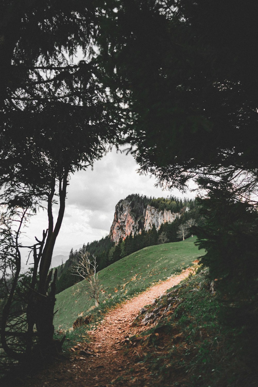 mountain surrounded by trees