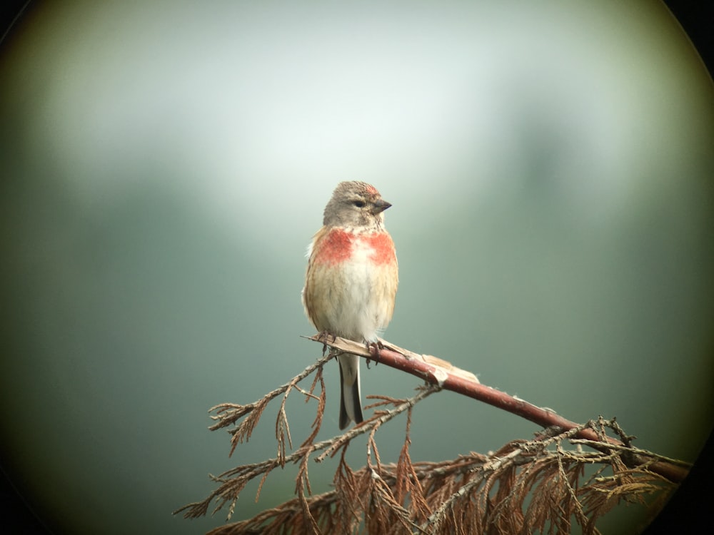 Photographie sélective de mise au point d’un oiseau gris et rouge sur une branche d’arbre