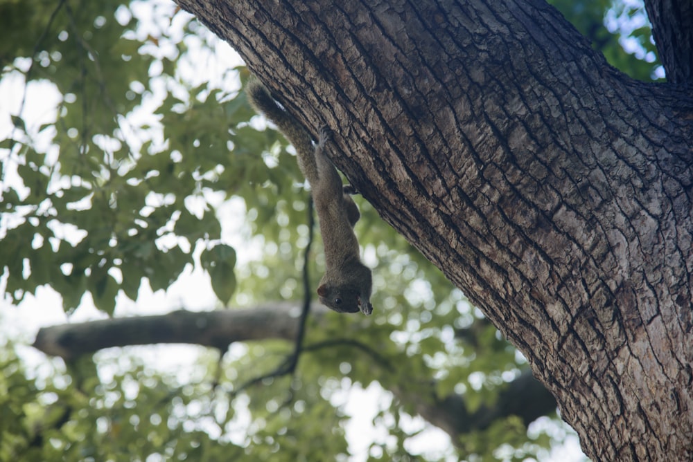 brown squirel