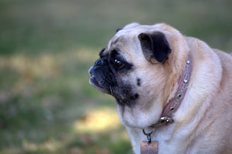 A side profile of a pug with fawn-colored fur and black markings on its face. The dog wears a decorative collar with a tag against a blurred green background, indicative of an outdoor setting.