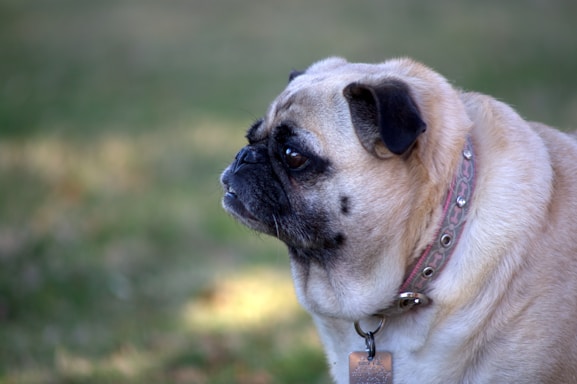 A side profile of a pug with fawn-colored fur and black markings on its face. The dog wears a decorative collar with a tag against a blurred green background, indicative of an outdoor setting.