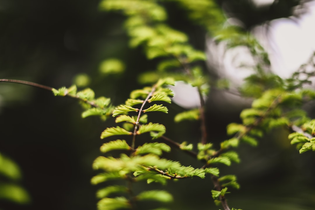 selective focus photography of leaf