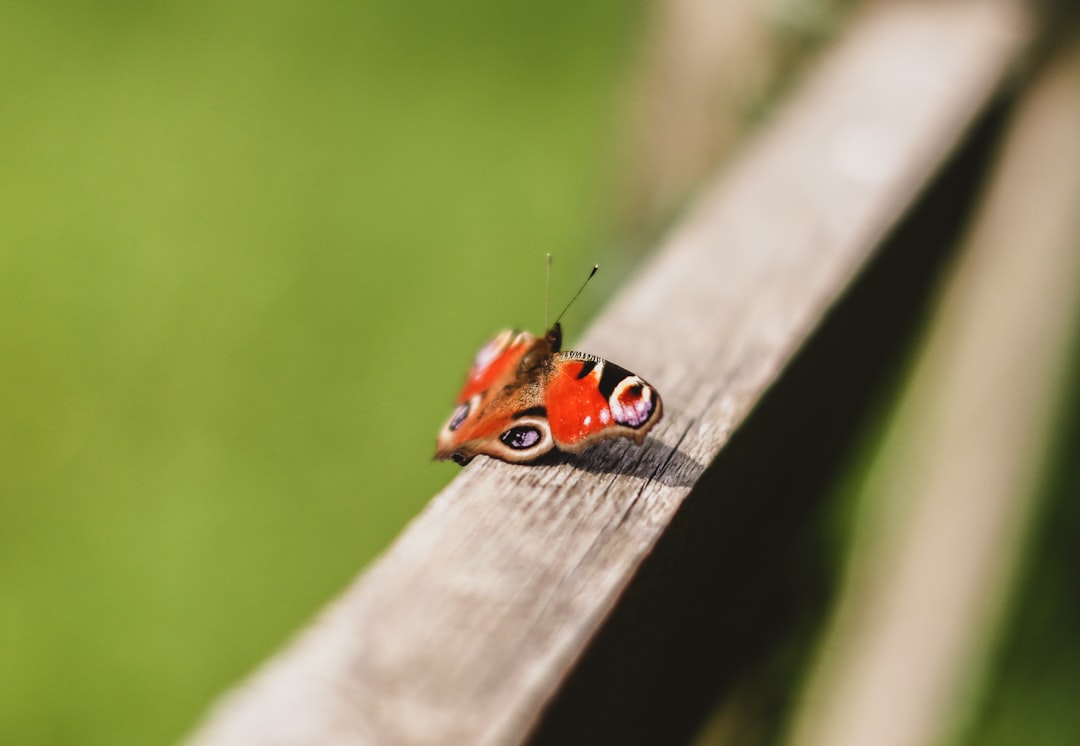 red and black butterfly perching on wooded rail