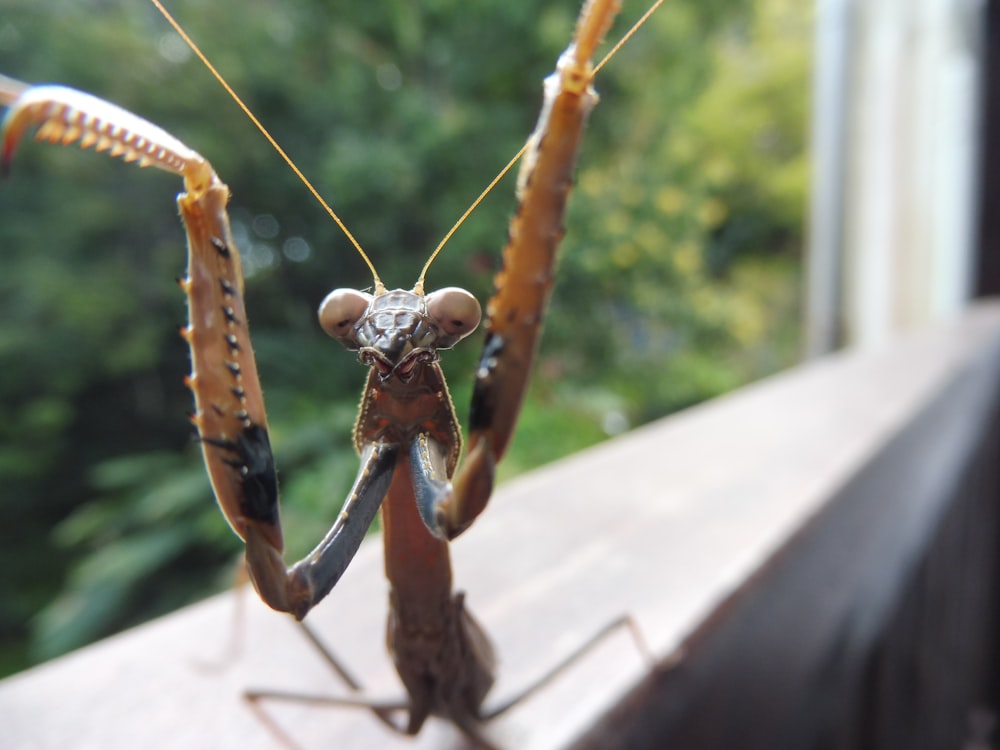 brown praying mantis