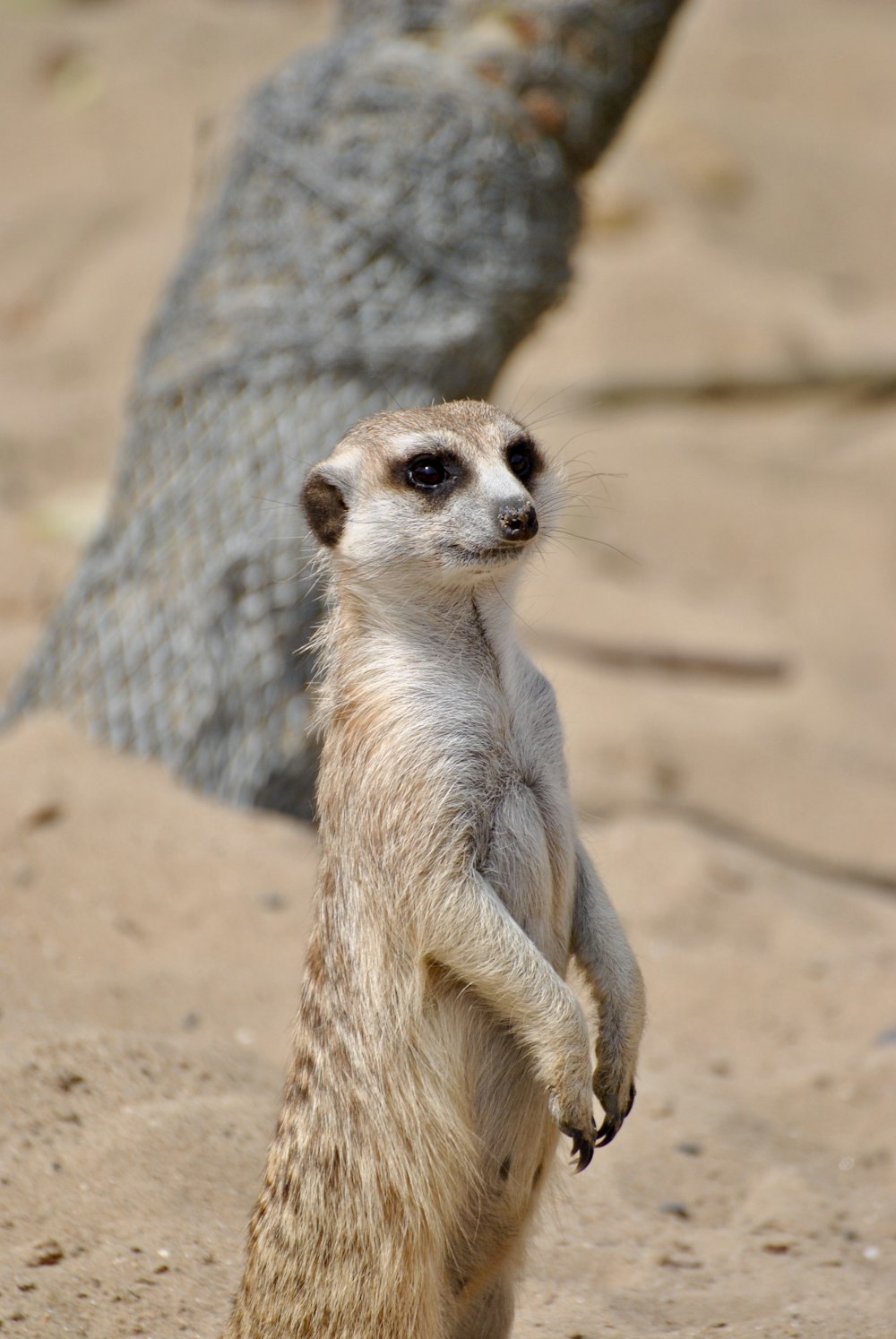 brown meerkat on brown field