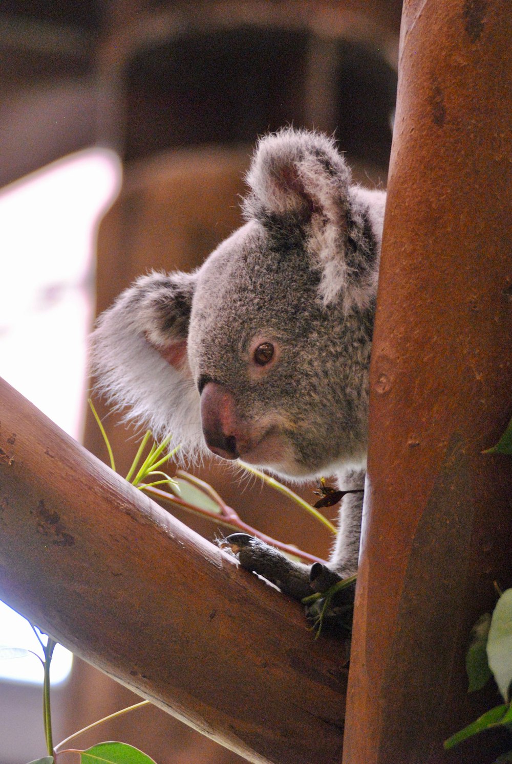 gray koala bear on brown branch